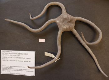 Media type: image; Invertebrate Zoology OPH-112